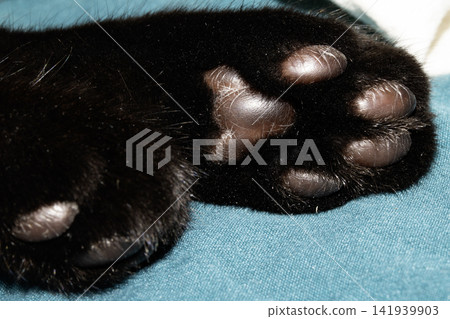 Cute black kitten cat toebeans paws paw pads Cute black kitten cat toebeans paws paw pads 141939903