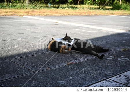 Stunning cat Stunning cat 141939944