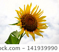 A sunflower looking up at the sky 141939990
