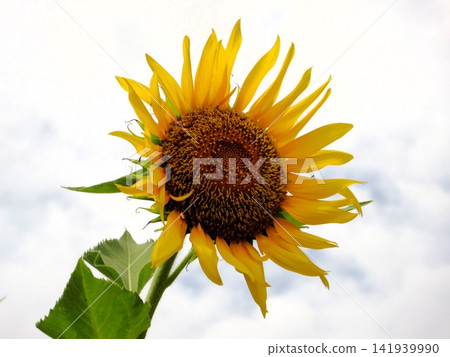 A sunflower looking up at the sky A sunflower looking up at the sky 141939990
