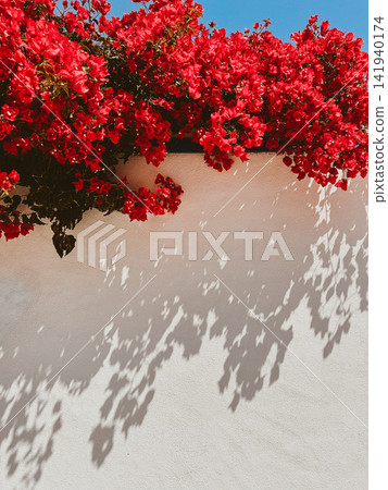 Vibrant red bougainvillea cascading over a white wall, creating dramatic leafy shadows in bright Mediterranean sunlight Vibrant red bougainvillea cascading over a white wall, creating dramatic leafy shadows in bright Mediterranean sunlight 141940174