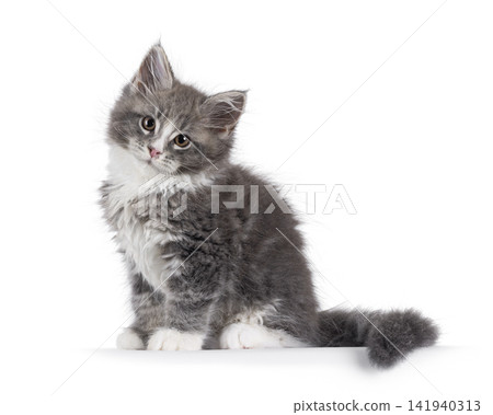 Fluffy grey cat kitten on white Fluffy grey cat kitten on white 141940313