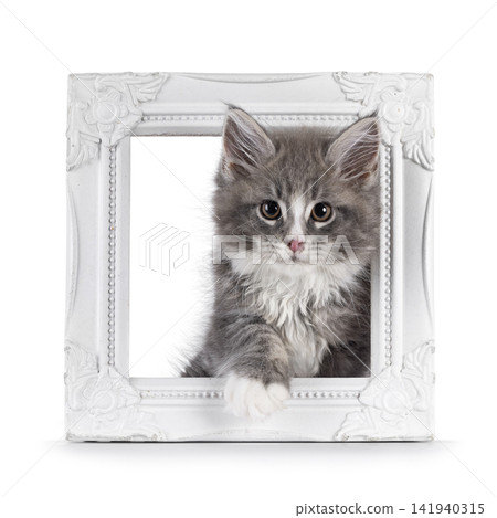 Fluffy grey cat kitten on white Fluffy grey cat kitten on white 141940315