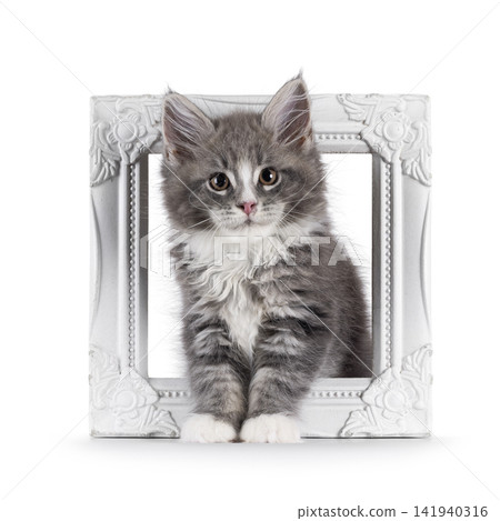 Fluffy grey cat kitten on white Fluffy grey cat kitten on white 141940316