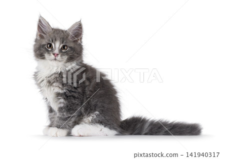 Fluffy grey cat kitten on white Fluffy grey cat kitten on white 141940317