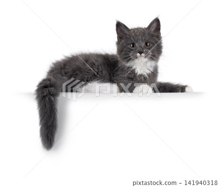 Grey kitten on white background Grey kitten on white background 141940318