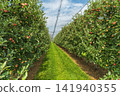 Apple orchard with ripe red apples (Malus domestica) protected by a hail net, Switzerland 141940355