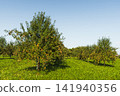 Apple trees with ripe apples in a meadow orchard, Switzerland 141940356
