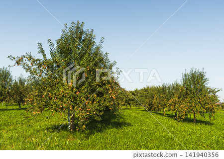 Apple trees with ripe apples in a meadow orchard, Switzerland Apple trees with ripe apples in a meadow orchard, Switzerland 141940356