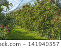 Apple orchard with ripe red apples (Malus domestica) protected by a hail net, Switzerland 141940357