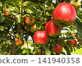 Close-up of ripe red apples (Malus domestica) hanging from tree branches 141940358