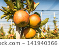 Close-up of ripe red apples (Malus domestica) hanging from tree branches 141940366