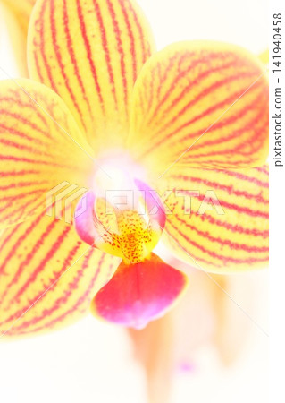 Phalaenopsis orchid, yellow with red stripes, bright background, close-up. Phalaenopsis orchid, yellow with red stripes, bright background, close-up. 141940458