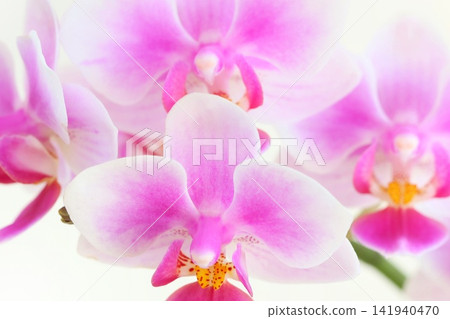 蝴蝶蘭,白色背景,紅色漸變,特寫,明亮背景。 蝴蝶蘭,白色背景,紅色漸變,特寫,明亮背景。 141940470