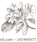 Vector sketch of blossoming pear. Spring apple tree branch in engraving style. Clipart for wedding invitations. Imitation of the ancient etching technique. Linear ink drawing of quince. Hand drawn art 141940477
