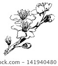 Outline sketch of spring plum blossoms. Vector illustration of sakura flowers. Retro style clipart for cosmetics and perfumes. Sloppy ink drawing. Hand drawn. Imitation of engraving. 141940480