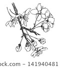 A contour sketch of a plum blossom. Vector illustration of a hanging sakura branch. Hanami festival. Retro style clipart for cosmetics, perfumes, or weddings. Imitation of vintage engraving technique. 141940481