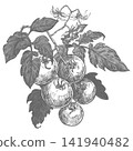 Hanging branch with cherry tomatoes, leaves and flowers. Retro style vector clip art. Detailed ink drawing imitating engraving. Farm pomidoro Detailed botanical illustration on a white background. 141940482