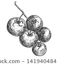 Hanging branch of cherry tomatoes. Retro style vector clip art. Detailed ink drawing imitating engraving. Farm pomodoro on a white background. Detailed botanical illustration of ripe vegetables. 141940484
