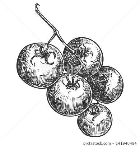 Hanging branch of cherry tomatoes. Retro style vector clip art. Detailed ink drawing imitating engraving. Farm pomodoro on a white background. Detailed botanical illustration of ripe vegetables. Hanging branch of cherry tomatoes. Retro style vector clip art. Detailed ink drawing imitating engraving. Farm pomodoro on a white background. Detailed botanical illustration of ripe vegetables. 141940484