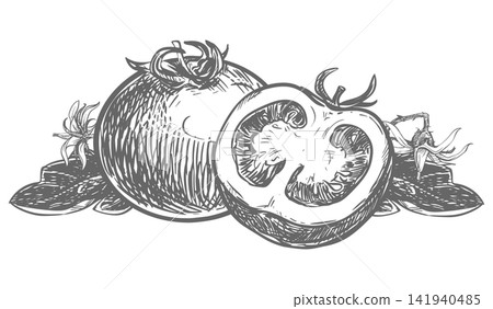 A composition of a whole pomidoro a half and leaves lying on a table. A detailed ink vector drawing imitating an engraving. Farm tomatoes in a retro style. A botanical illustration of a ripe vegetable A composition of a whole pomidoro a half and leaves lying on a table. A detailed ink vector drawing imitating an engraving. Farm tomatoes in a retro style. A botanical illustration of a ripe vegetable 141940485