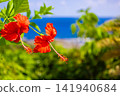 Ocean views and hibiscus flowers from Ayamaru Cape Observatory - A vacation on Amami Oshima, a World Heritage Site (Amami Oshima, Kagoshima Prefecture) 141940684