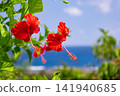 Ocean views and hibiscus flowers from Ayamaru Cape Observatory - A vacation on Amami Oshima, a World Heritage Site (Amami Oshima, Kagoshima Prefecture) 141940685