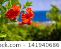 Ocean views and hibiscus flowers from Ayamaru Cape Observatory - A vacation on Amami Oshima, a World Heritage Site (Amami Oshima, Kagoshima Prefecture) 141940686