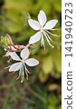 White butterfly flower (Gaura): A flower that blooms from early summer to autumn. 141940723