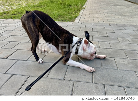 Chocolate and white Boston Terrier in courtyard near modern residential building, urban pet lifestyle and contemporary neighborhood concept. High quality photo Chocolate and white Boston Terrier in courtyard near modern residential building, urban pet lifestyle and contemporary neighborhood concept. High quality photo 141940746