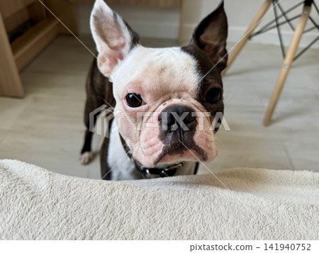 Adorable Boston Terrier with rare chocolate-brown and white coat resting in a sleek minimalist home setting. High quality photo Adorable Boston Terrier with rare chocolate-brown and white coat resting in a sleek minimalist home setting. High quality photo 141940752