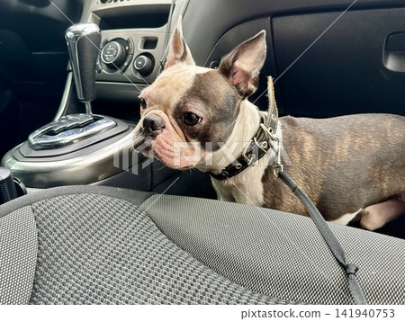 Chocolate and white Boston Terrier sitting safely in car footwell, responsible pet travel and auto safety concept, interior view. High quality photo Chocolate and white Boston Terrier sitting safely in car footwell, responsible pet travel and auto safety concept, interior view. High quality photo 141940753