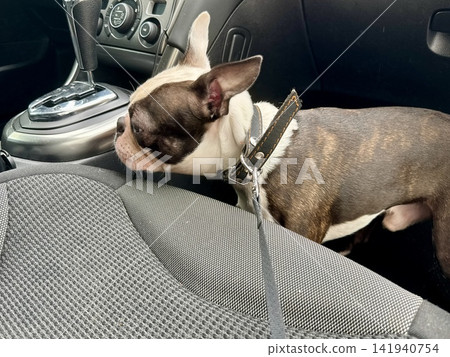 Chocolate and white Boston Terrier sitting safely in car footwell, responsible pet travel and auto safety concept, interior view. High quality photo Chocolate and white Boston Terrier sitting safely in car footwell, responsible pet travel and auto safety concept, interior view. High quality photo 141940754