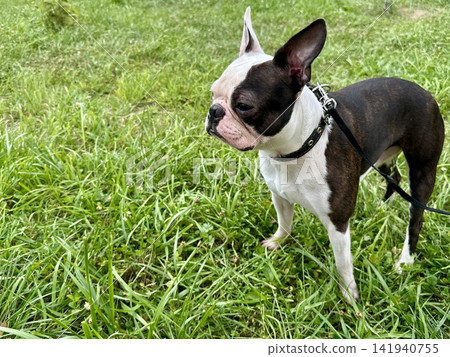 Chocolate and white Boston Terrier walking on green lawn in summer park, active pet lifestyle and outdoor fun concept, natural light. High quality photo Chocolate and white Boston Terrier walking on green lawn in summer park, active pet lifestyle and outdoor fun concept, natural light. High quality photo 141940755