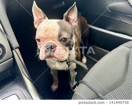 Chocolate and white Boston Terrier sitting safely in car footwell, responsible pet travel and auto safety concept, interior view. High quality photo Chocolate and white Boston Terrier sitting safely in car footwell, responsible pet travel and auto safety concept, interior view. High quality photo 141940756