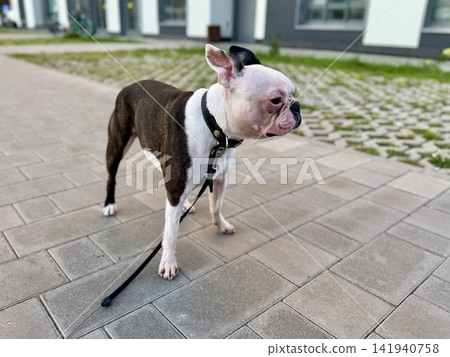 Chocolate and white Boston Terrier in courtyard near modern residential building, urban pet lifestyle and contemporary neighborhood concept. High quality photo Chocolate and white Boston Terrier in courtyard near modern residential building, urban pet lifestyle and contemporary neighborhood concept. High quality photo 141940758