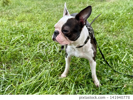 Chocolate and white Boston Terrier walking on green lawn in summer park, active pet lifestyle and outdoor fun concept, natural light. High quality photo Chocolate and white Boston Terrier walking on green lawn in summer park, active pet lifestyle and outdoor fun concept, natural light. High quality photo 141940778