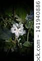 Clown flower flowers 141940886