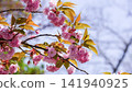 Cherry blossoms and young leaves 141940925