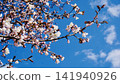 Sakura that shines in the blue sky 141940926