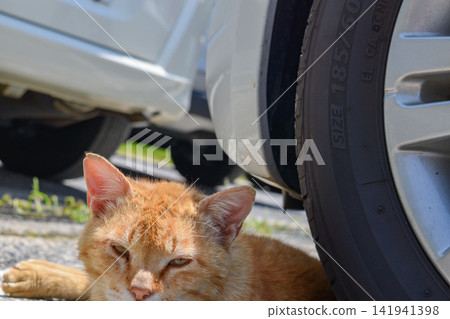 A sunny cat A sunny cat 141941398
