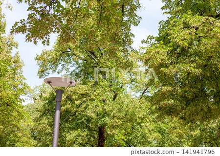 Modern Street Lamp Post Surrounded by Green Linden Trees against Clear Sky in Public City Park Modern Street Lamp Post Surrounded by Green Linden Trees against Clear Sky in Public City Park 141941796