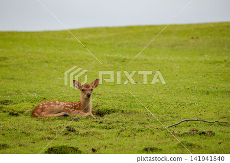 Deer in Nara Park Deer in Nara Park 141941840