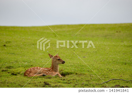 Deer in Nara Park Deer in Nara Park 141941841