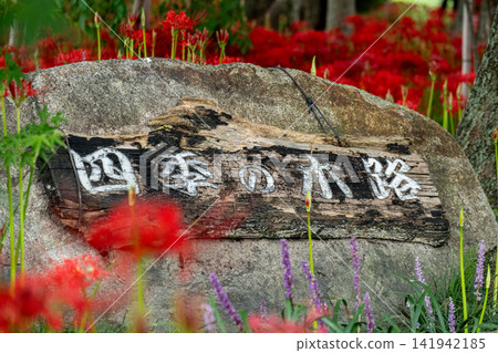 A wooden sign for "The Four Seasons Path" in a Japanese garden where red spider lilies and other purple flowers are in bloom. A wooden sign for "The Four Seasons Path" in a Japanese garden where red spider lilies and other purple flowers are in bloom. 141942185