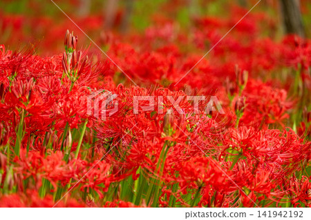 Bright red spider lilies bloom brilliantly in the autumn fields. Bright red spider lilies bloom brilliantly in the autumn fields. 141942192