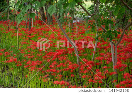 A cluster of bright red spider lilies blooming in the autumn forest. A cluster of bright red spider lilies blooming in the autumn forest. 141942198