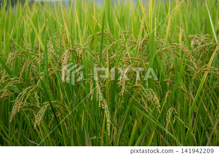 稻田鬱鬱蔥蔥，金黃色的稻稈點綴其間，構成一幅美麗的田園畫卷。 141942209