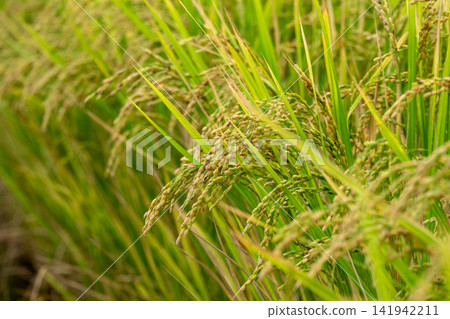 A close-up of golden rice stalks in a paddy field. A close-up of golden rice stalks in a paddy field. 141942211