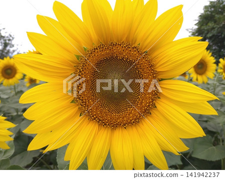 向日葵花 141942237